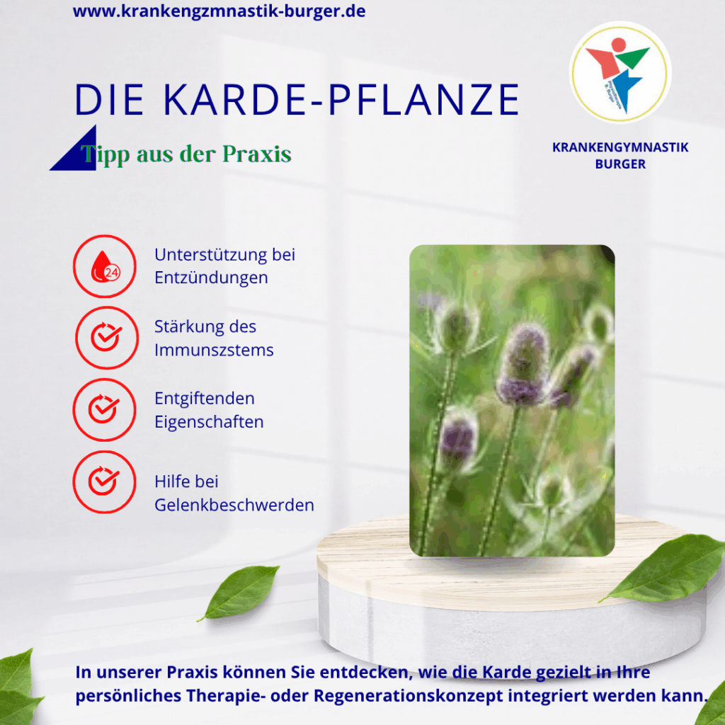 2025.10.04 bb karde pflanze