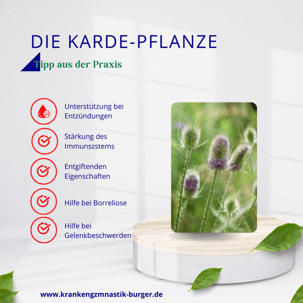 2025.11.04 bb karde pflanze 2025.11.04 bb karde pflanze