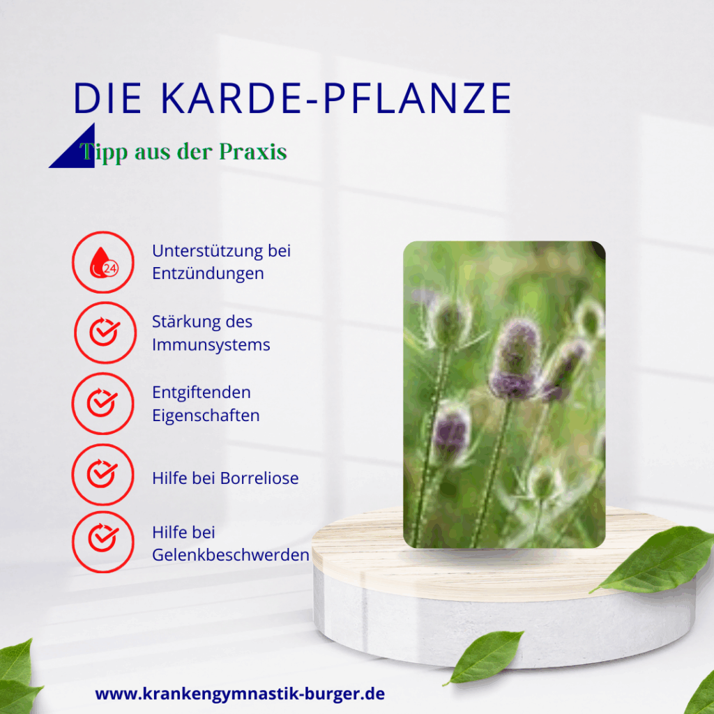 2026.01.15 bb karde pflanze korrigiert 2026.01.15 bb karde pflanze korrigiert